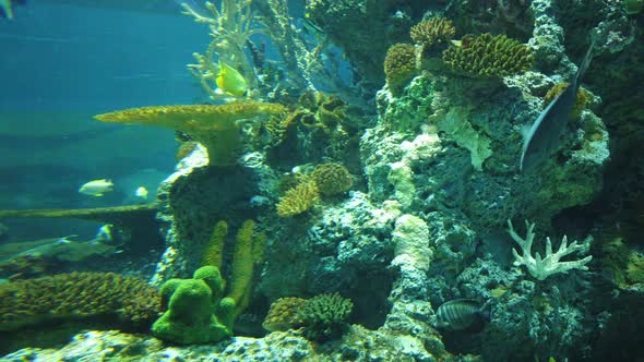 The Underwater World alt