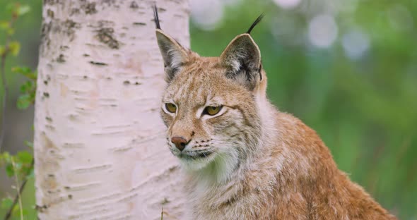 Closeup Portrait of European Lynx Sitting in the Forest
