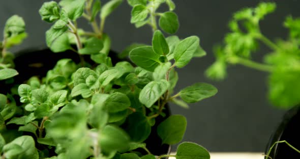 Various herbs in bowl 4k alt