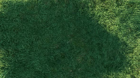 Grass Wind Slow in the morning Loop alt