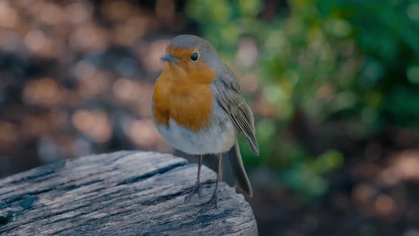 Handheld shot of a robin singing on a park bench. The European robin (Erithacus rubecula), known sim alt