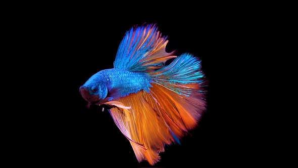 Siamese fighting fish Betta splendens 04 alt