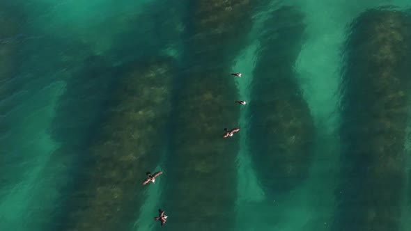 Aerial footage of sea birds sitting above feeding above an artificial reef alt