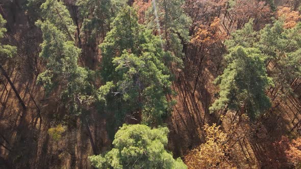 Trees in the Autumn Forest in the Afternoon alt