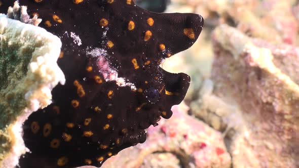 Black Frogfish ( Antennarius) with bright orange spots close up on coral reef alt