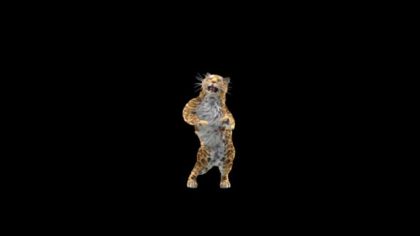 Leopard Dancing HD alt
