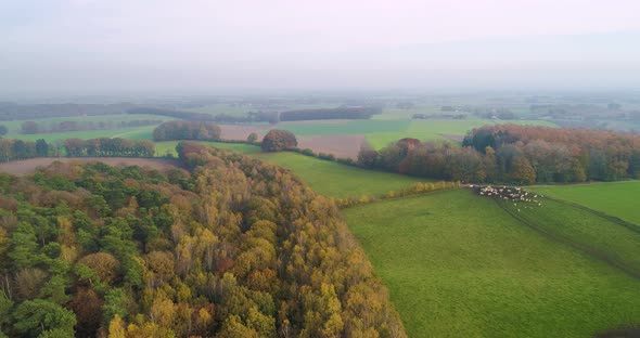 Aerial view of mixed forest in autumn colours and hilly landscape, Berg en Dal, Netherlands. alt