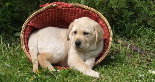 Yellow Labrador Retriever, Puppy Playing in a Basket, Normandy, Slow Motion 4K alt