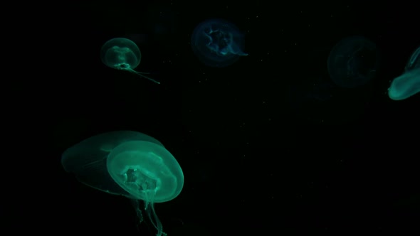 Jelly Fish alt