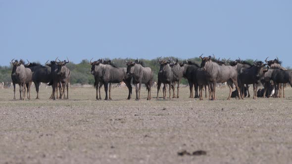 Herd of wildebeest on the savanna  alt