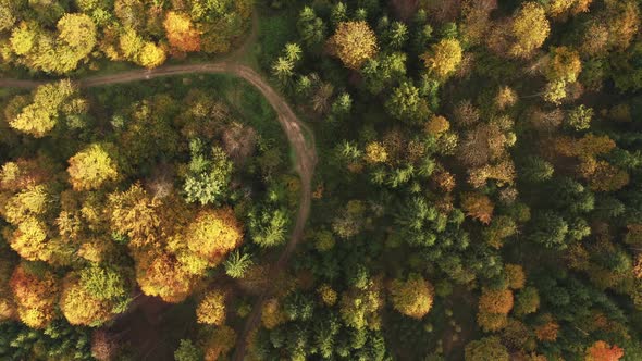 Aerial View Over Alpine Forest Durring Sunset in Autumn