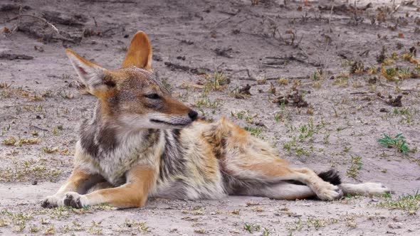 Black-backed Jackal Resting On The Ground And Breathing Heavily In The Kalahari Desert In Africa. - alt