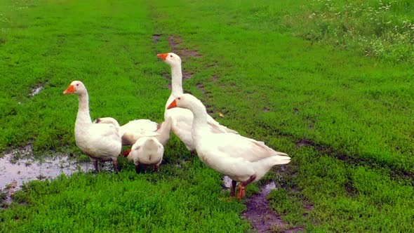 Family of White Animals Geese Go to Drink Water from the Liquid Clean Pond in Green Countryside