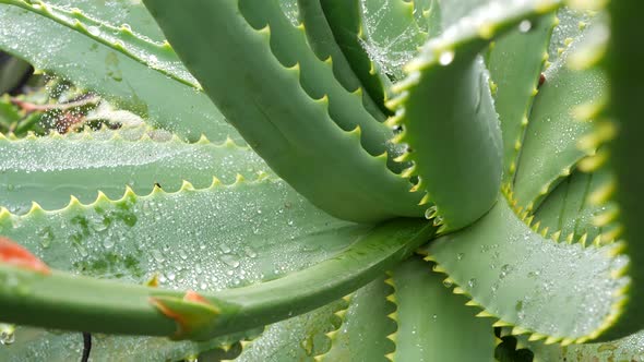 Aloe Vera Dew or Rain Water Drops Fresh Juicy Wet Moist Succulent Plant Leaves