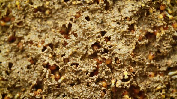 Termite in Bardia national park, Nepal alt