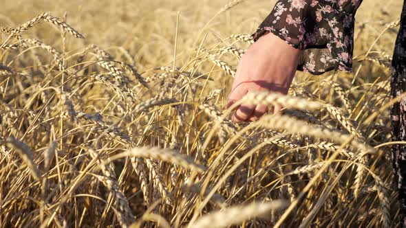 Closeup of Woman's Hands Touching Wheat Ears in Field alt