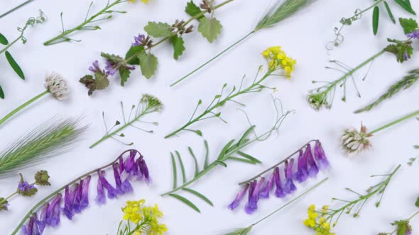 Rotating Bright Summer White Background with Wild Colorful Flowers and Herbs and Leaves Floral alt