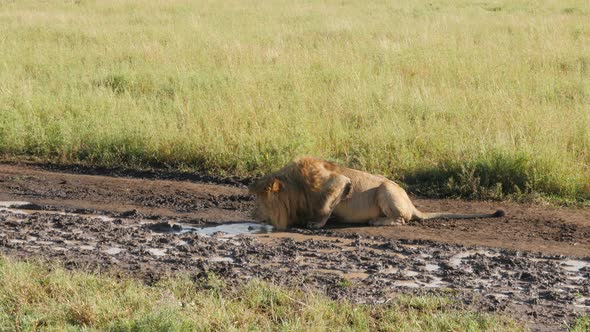 Male Lions on the rocks in Serengeti National Park Tanzania alt