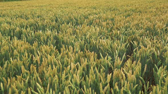 A Field of Green Wheat Swaying Slightly in the Wind alt