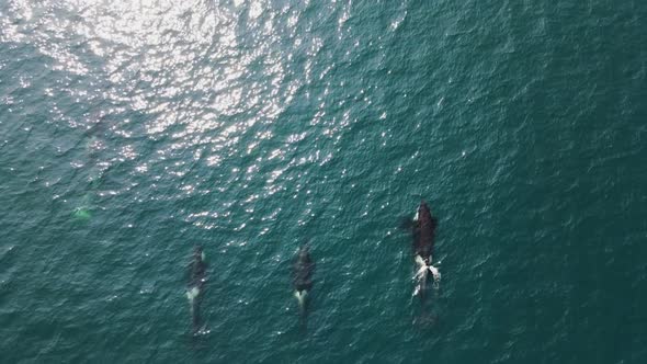 whales in the middle of the ocean