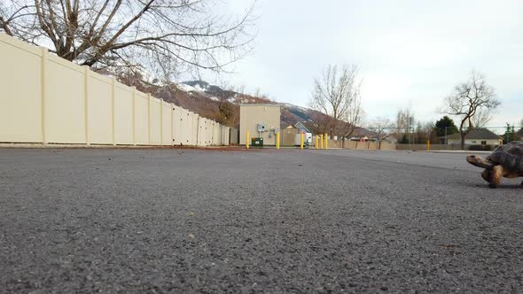 A beautiful pet tortoise walking across the road in the suburbs. alt