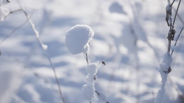 Vegetation under first snow crystals close-up slow-mo 1920X1080 HD footage - Slow motion  relaxing w