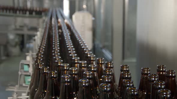 Clean Bottles From Dark Glass Are Moving on Conveyor in Bottling Workshop of Beer Plant