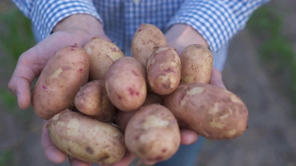 On the Field a Farmer Holds Organic Potatoes