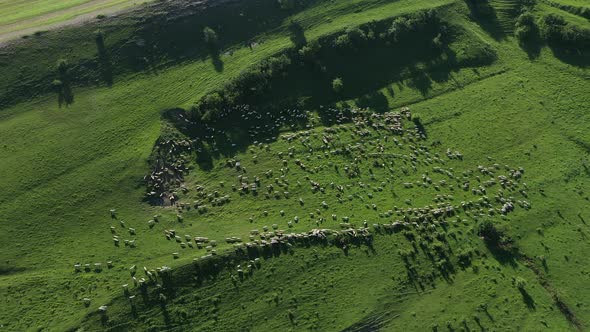 Aerial View of Sheep Grazing in the Pasture by Drone. Transylvania, Romania alt