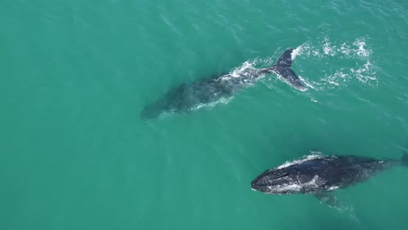 Aerial view of humpback whales. alt