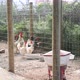 Domestic chicken of different colors are in the chicken coop behind the fence eating - VideoHive Item for Sale