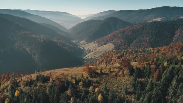 Brown Meadows and Pine Forests Cover High Hills Aerial alt