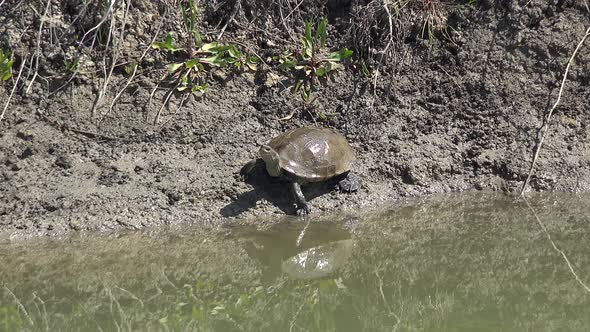 Water Turtle Sunbathing on Land at Edge of Muddy Turbid Swamp alt