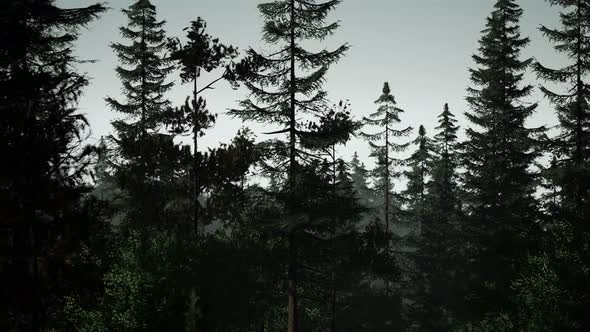 Misty Nordic Forest in Early Morning with Fog alt