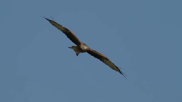 Red Kite Milvus soaring in air aginst blue sky and sunlight,close up track shot alt