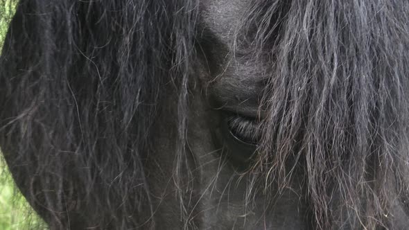 Portrait of a horse eating, feeding. 