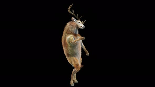 41 Deer Dancing 4K alt