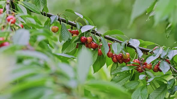 Caucasian Female Hands Picking Ripe Wild Cherries in Summer Garden