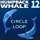 Humpback Whale 12 - VideoHive Item for Sale