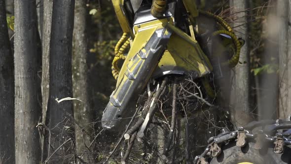 Slow Motion of Forest Harvester Fells Sawed Tree, Falling Felled Tree. Logging Machine Cutting Down alt