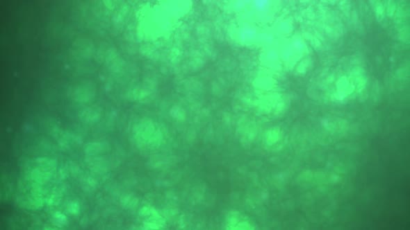 Green fluid microscopic abstract background with fibers randomly moving