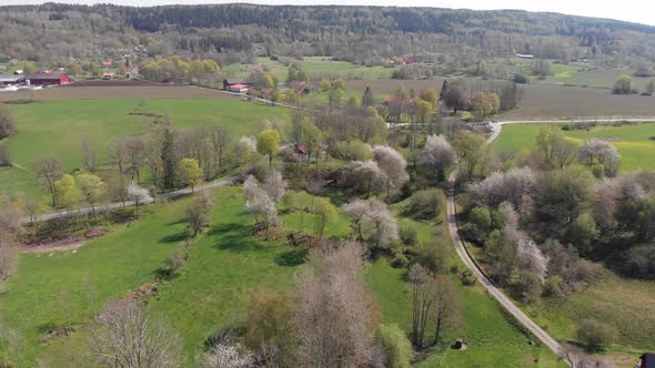 Vallevagen Famous For Thousands Of Wild Cherry Blossom Tree Sweden Aerial