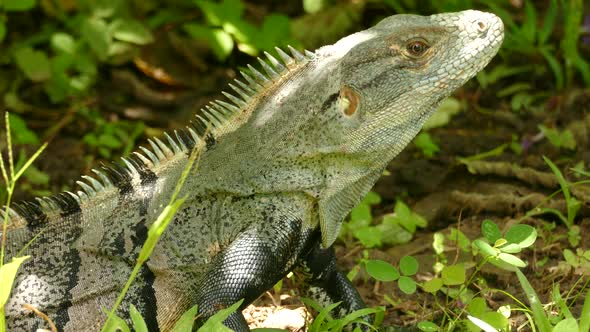 Close up of pale green and black iguana in the tropical rain forest of Costa Rica. Portrait of a you alt
