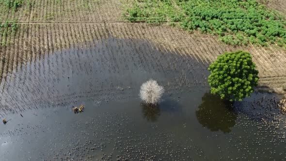 Heavy flooding nature disaster In Cambodia.Descending aerial top down flight. alt