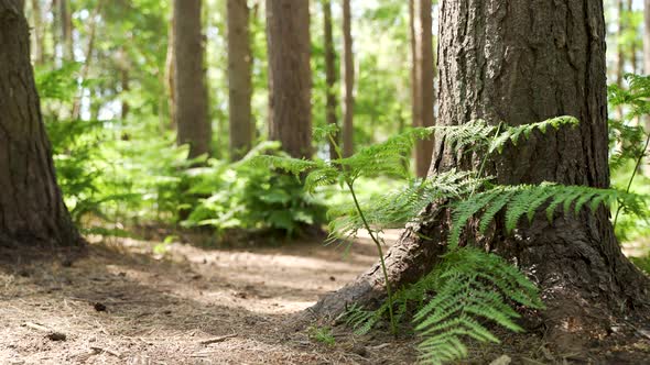 Forest floor at sunrise with hiking trail