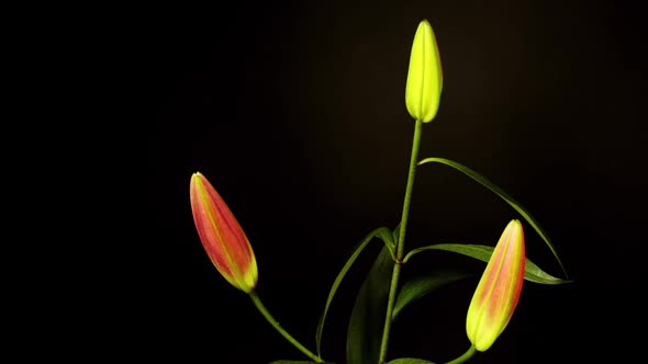 Loopable Video of Lily Flowers Opening and Closing alt