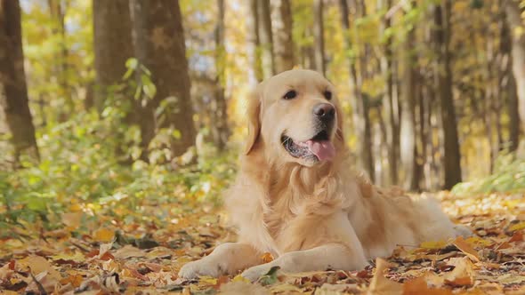 Dog Sitting On The Leaves