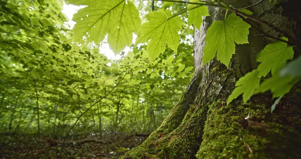 Bright Background Skies and Moss on Tree Roots in Beech Forest alt