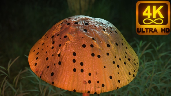 Psychedelic Vj Seamless Loop Magic Mushroom With Holes. Beautiful 3d Mushroom Animation. alt