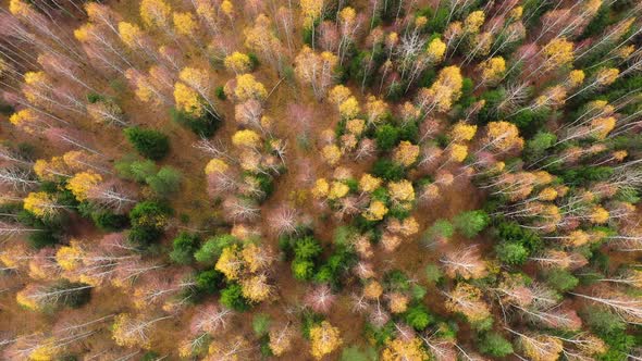 Autumn Forest with Colorful Foliage alt